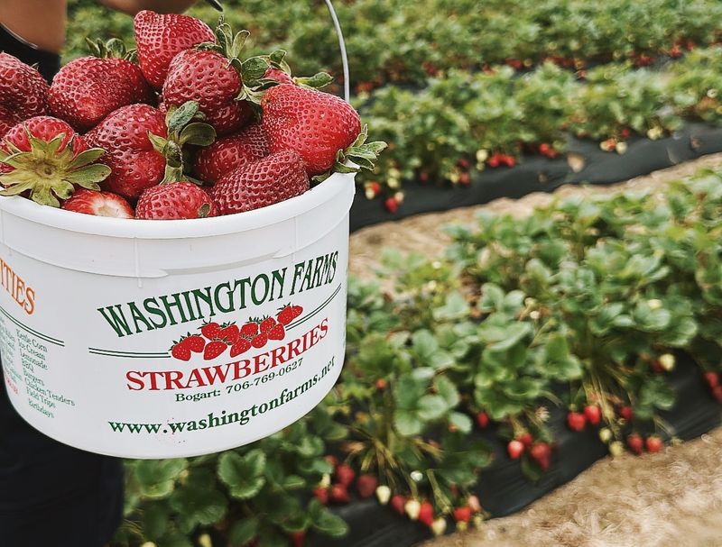 Spring Strawberry Picking Season Everyone Waits For