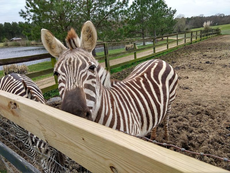 Camels, Zebras, and Other Unexpected Residents
