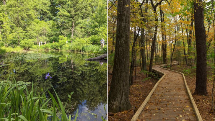 A Forest Trail in Massachusetts Leads Through One of New England&rsquo;s Most Beautiful Native Plant Gardens