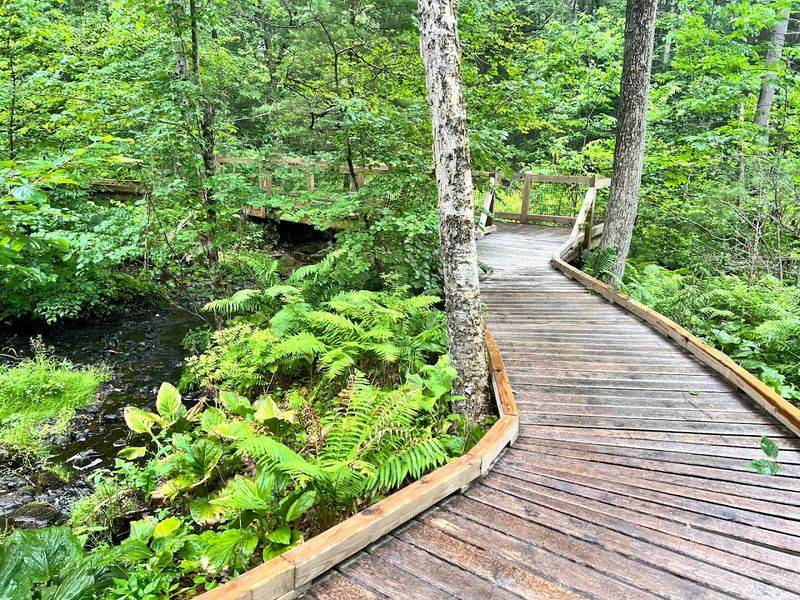 The Main Woodland Loop