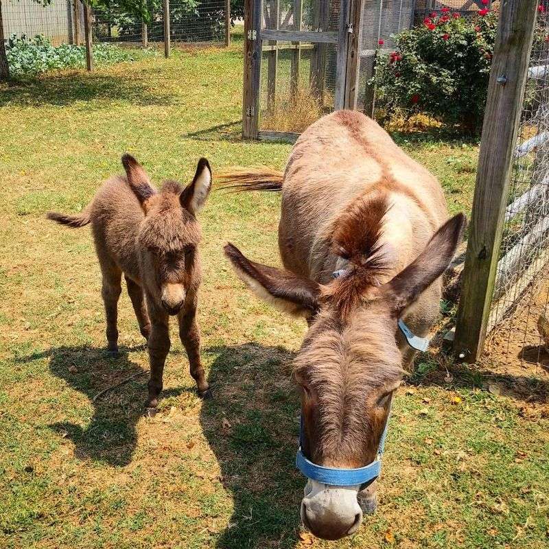 Why This Monroe Farm Stands Out in the Region