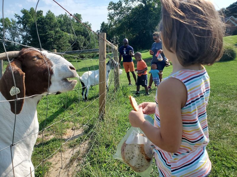 Friendly Farm Animals Add Extra Charm