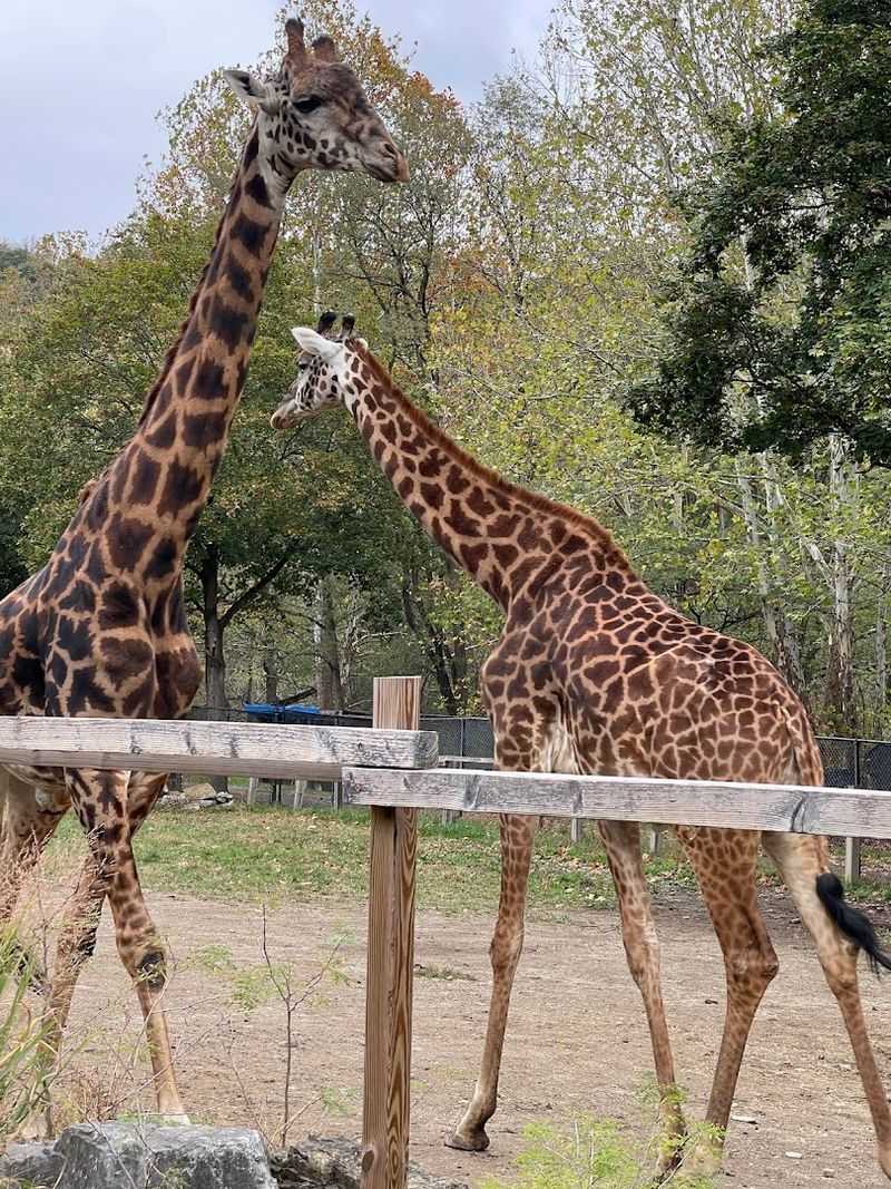 Giraffe Encounters You Will Not Forget