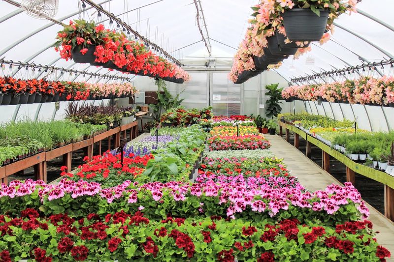 Rare Plant Varieties You Won't Find Anywhere Else