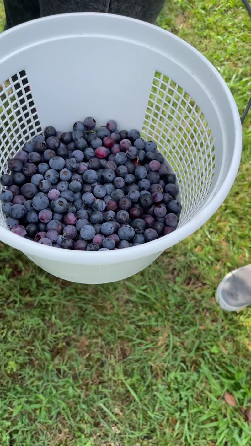Blueberries That Taste Fresh From the Source