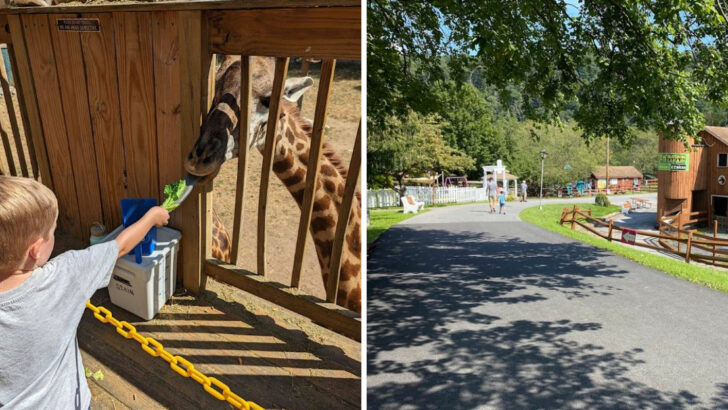 A Pennsylvania Zoo With Giraffes, Penguins, And Shaded Paths Makes For An Easy Family Day Trip