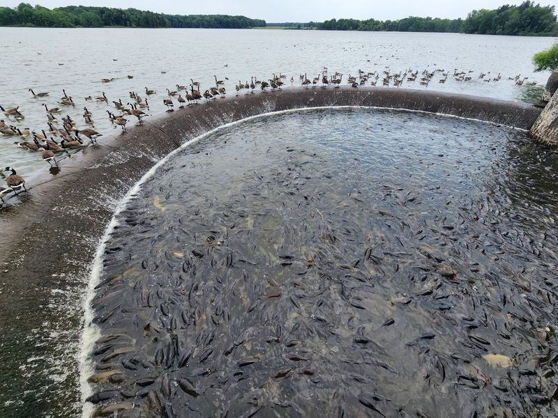 The History of Pymatuning Dam and Spillway