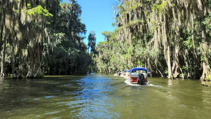 A Quiet Boat Tour In Florida Where You Drift Past 2,000-Year-Old Cypress And Wildlife