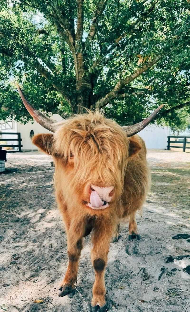 Highland Cows Are the Main Attraction