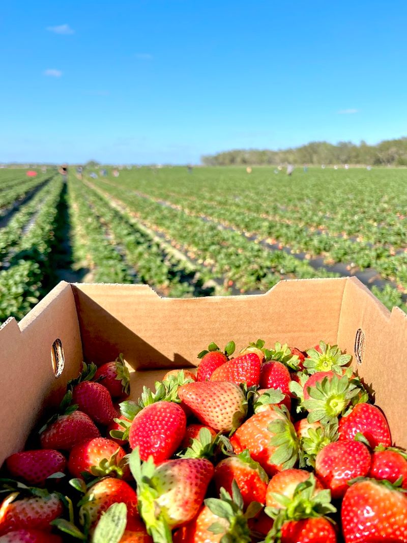 Strawberry Picking Together Feels Surprisingly Romantic