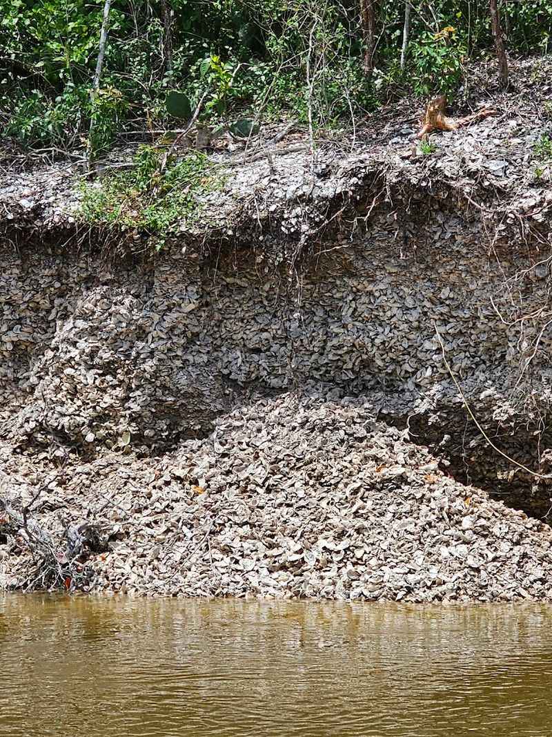 The Ground Beneath You Is an Ancient Shell Mound