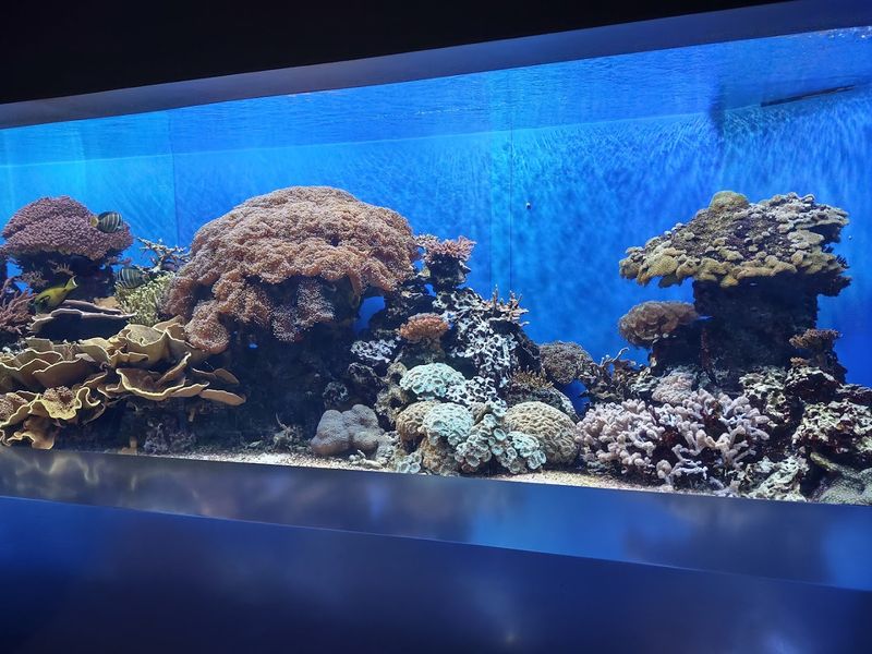 Inside the Aquarium's Cool, Blue Light