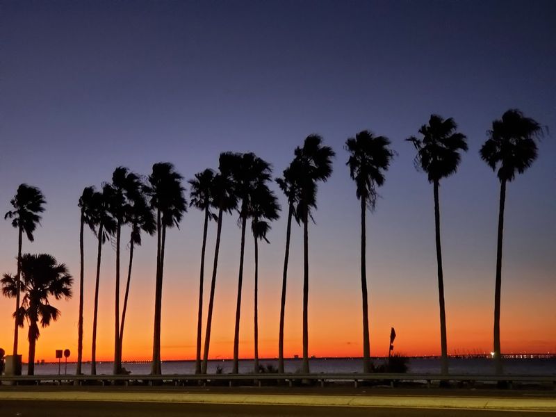 Courtney Campbell Causeway