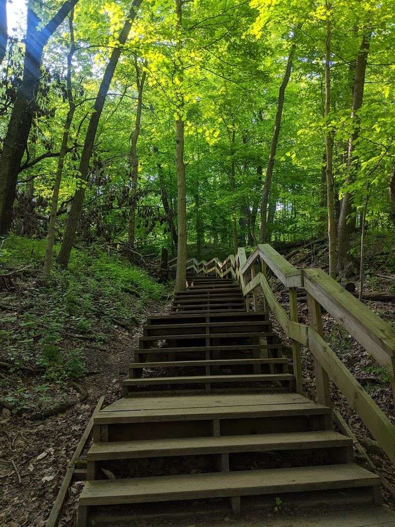 Elevated Wooden Boardwalks Protect Sensitive Areas