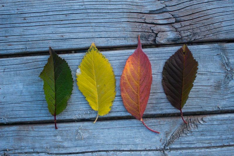 Four Distinct Seasons