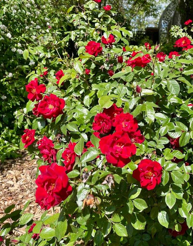 JC Raulston Arboretum &mdash; Raleigh