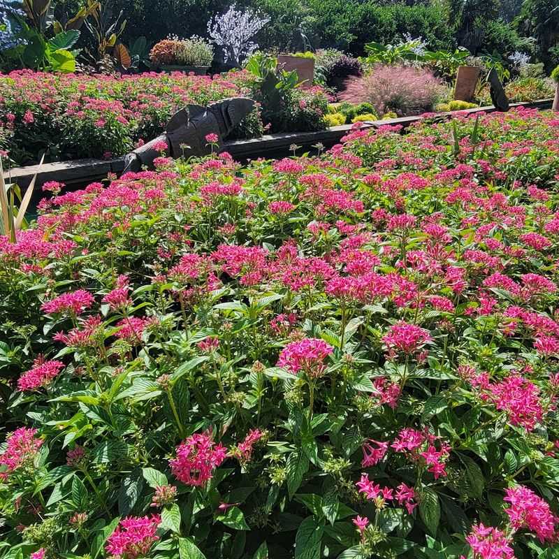 Daniel Stowe Botanical Garden (Belmont)