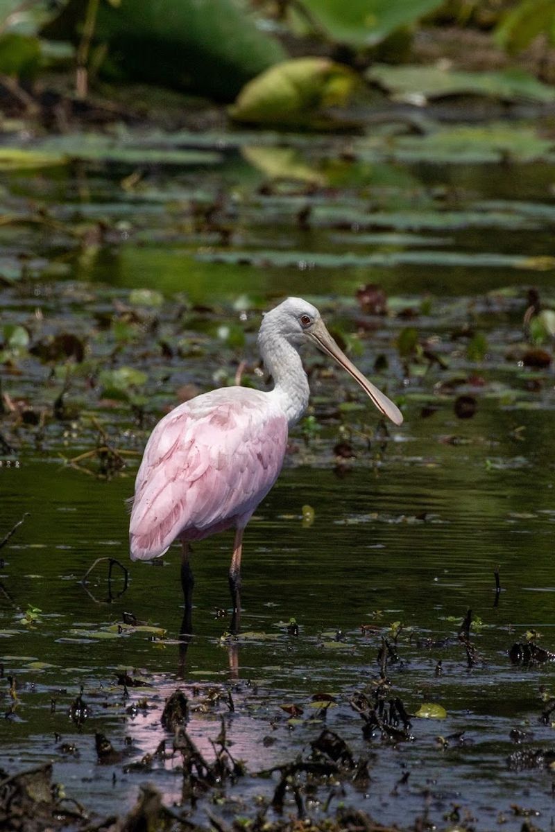 Harris Neck National Wildlife Refuge