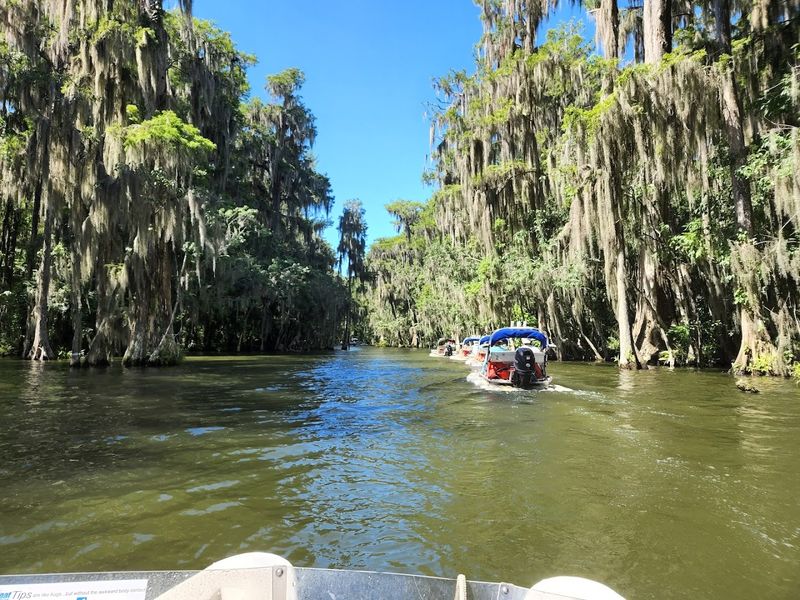 Spanish Moss and Filtered Light
