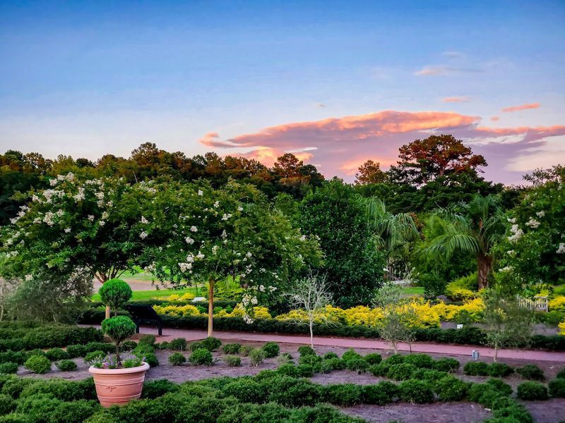 Coastal Georgia Botanical Gardens - Camellia Season