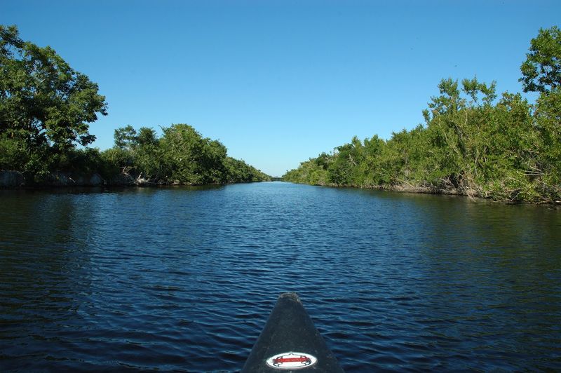 Mangrove Forest Kayaking Adventures