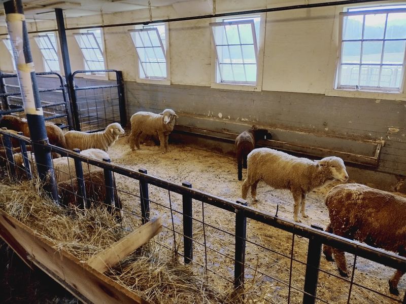 Baby Animals Festival