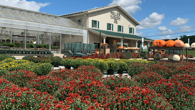 Miller Plant Farm (York)