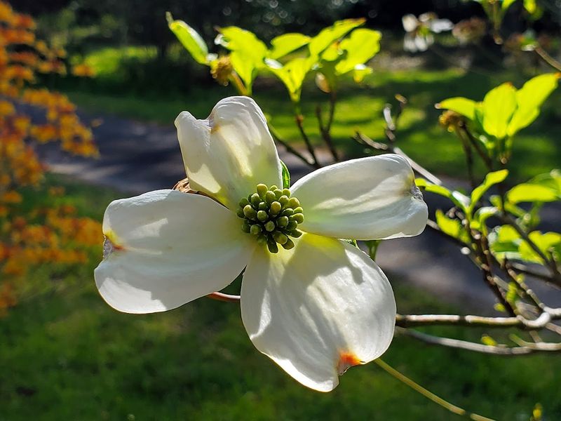 Massee Lane Gardens, Fort Valley