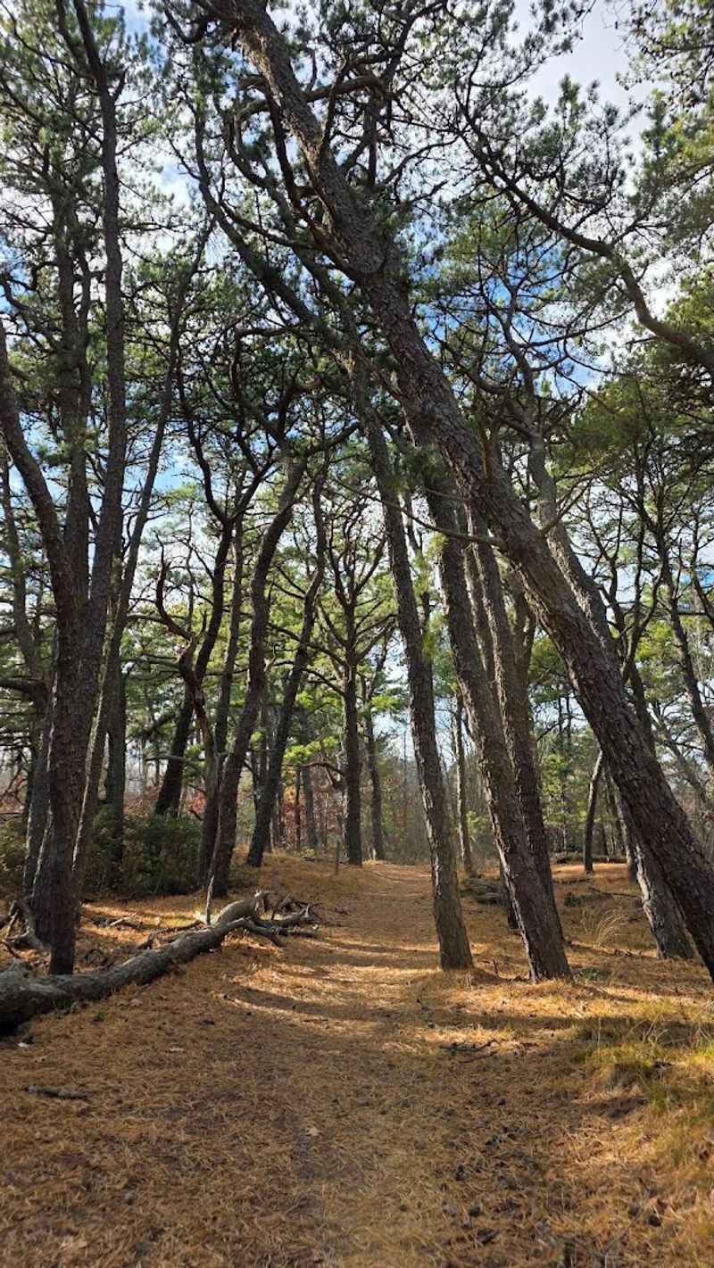 Crane Beach Dune Trails – Ipswich