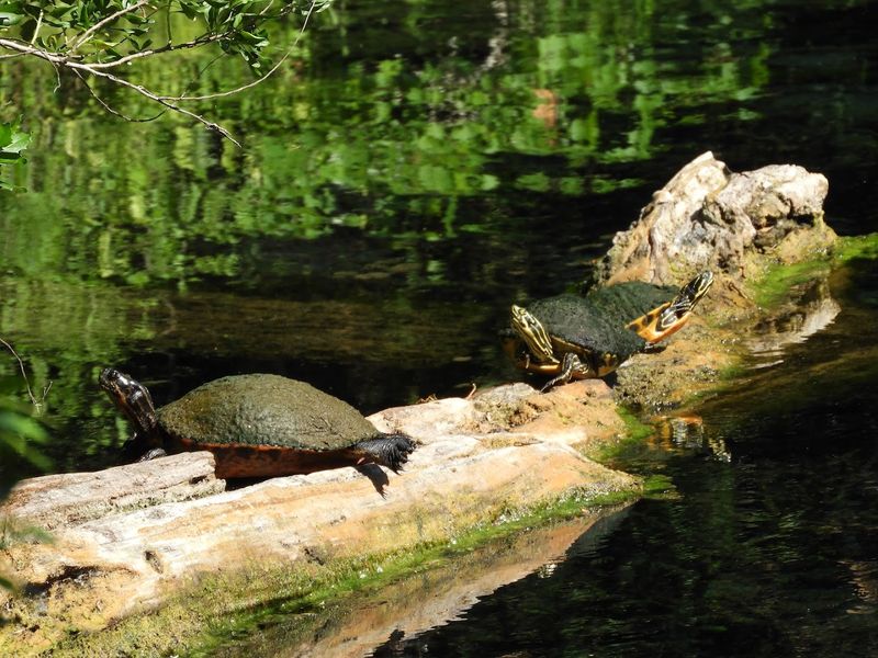 Seasonal Wildlife Migration Patterns