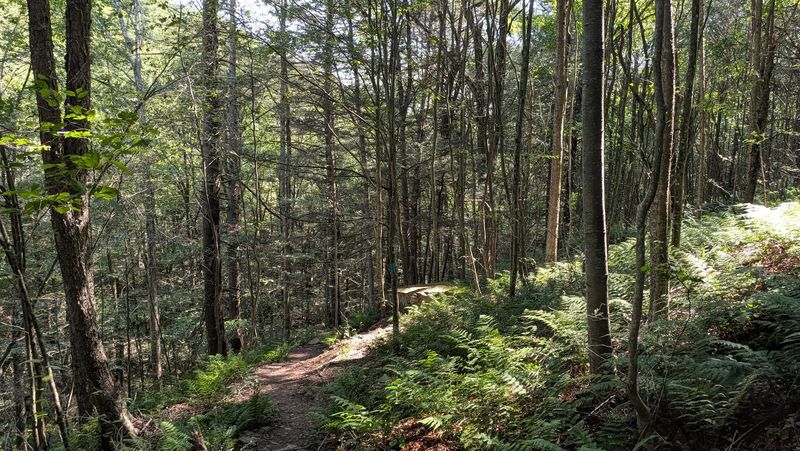 Loyalsock State Forest