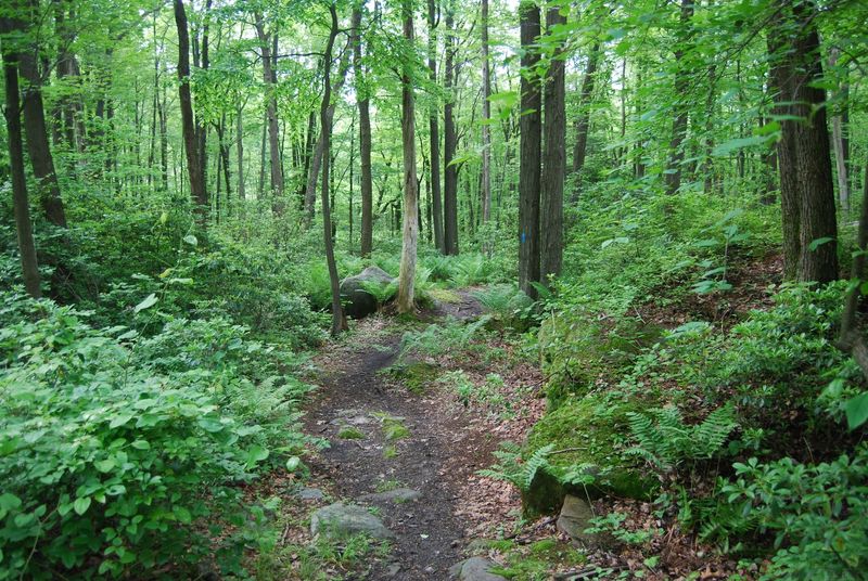 Forbes State Forest 