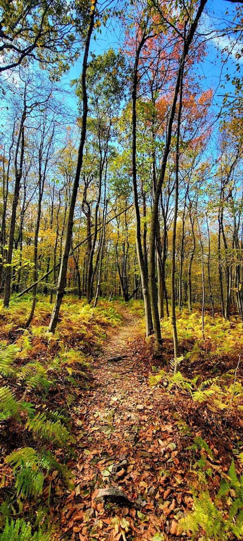 Weiser State Forest