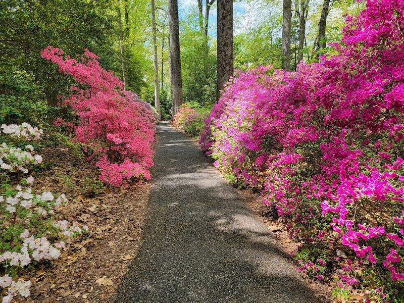 Jenkins Arboretum & Gardens (Devon)