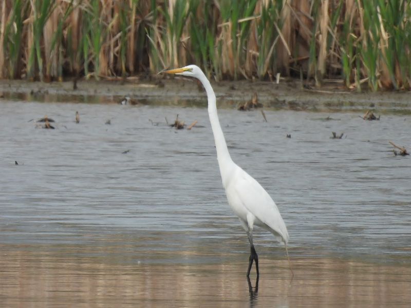 Great Egret Marsh Nature Preserve