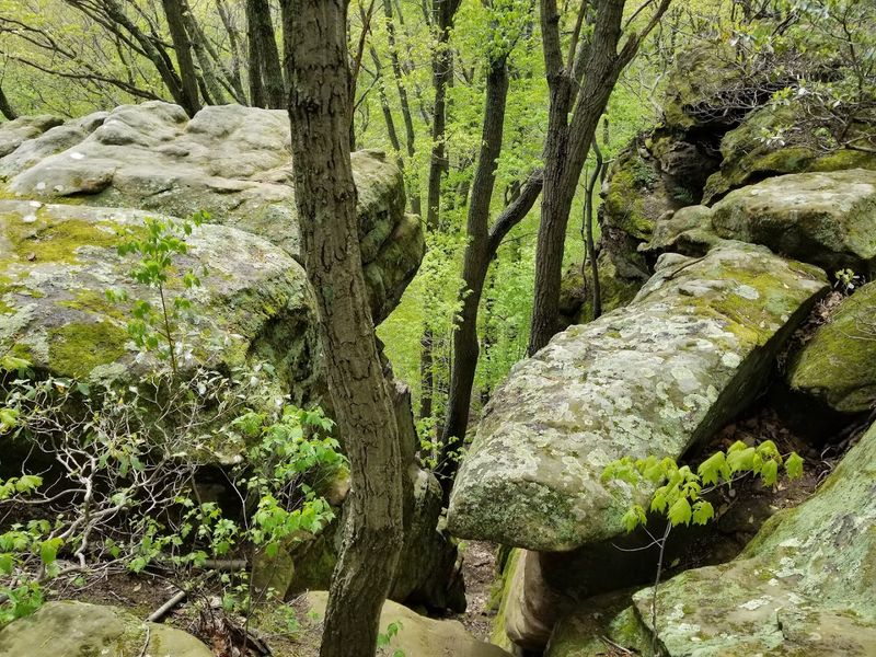 Shallenberger State Nature Preserve 