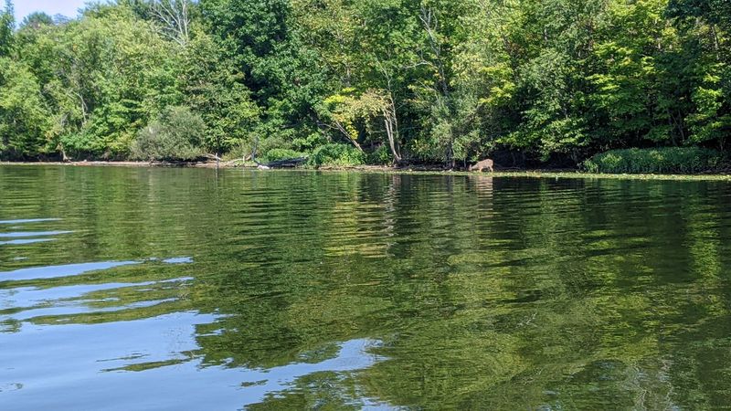 Lake Nockamixon Swimming Area (Bucks County)