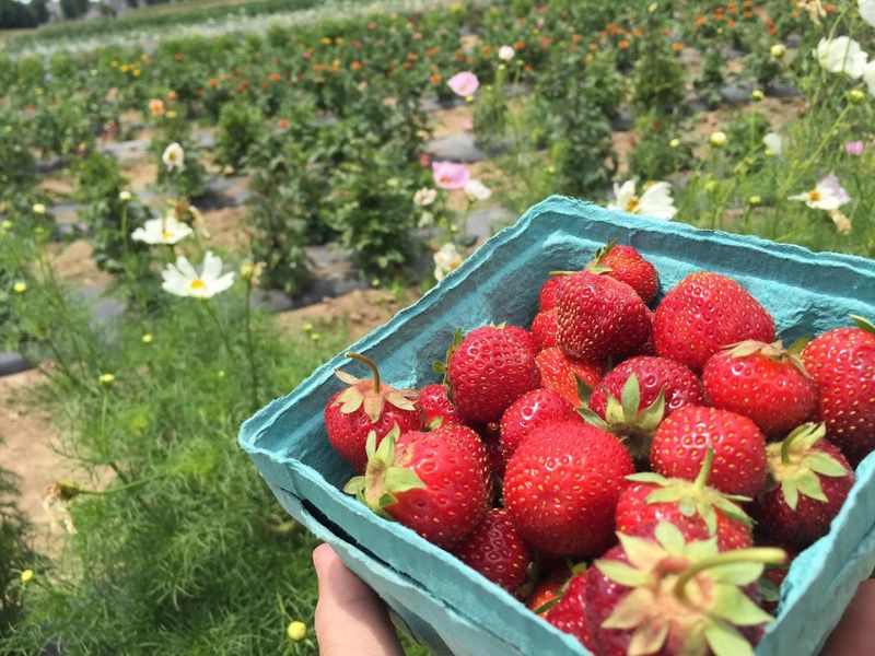 U-Pick Seasonal Harvest Experience