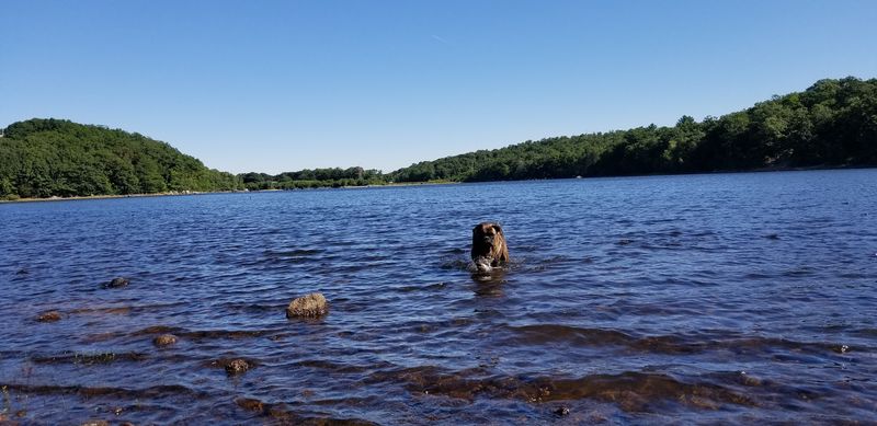 Spring Pond