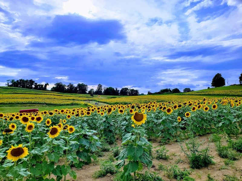 Why This Farm Is Worth The Drive