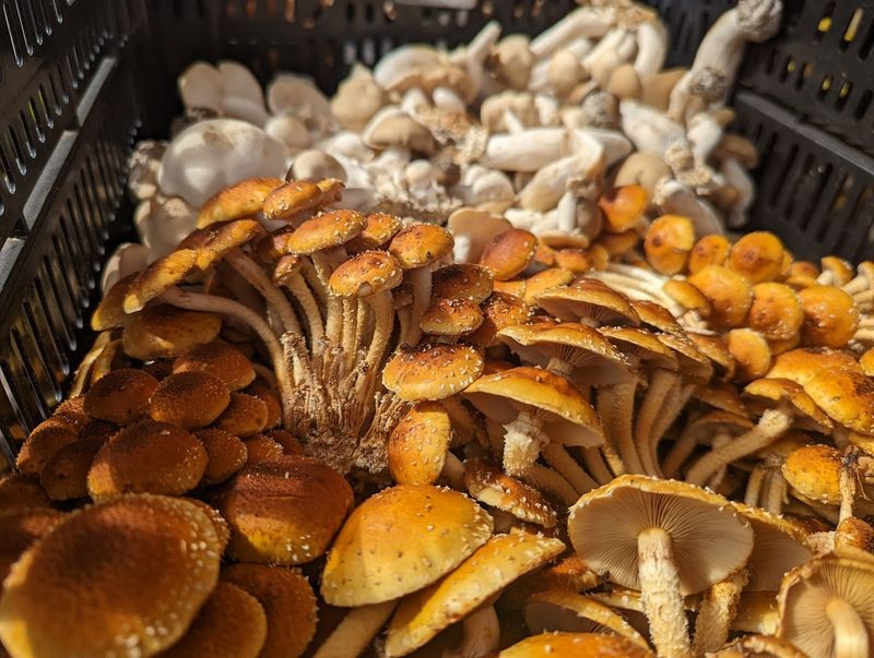 Chestnut Hill Farmers Market, Philadelphia County