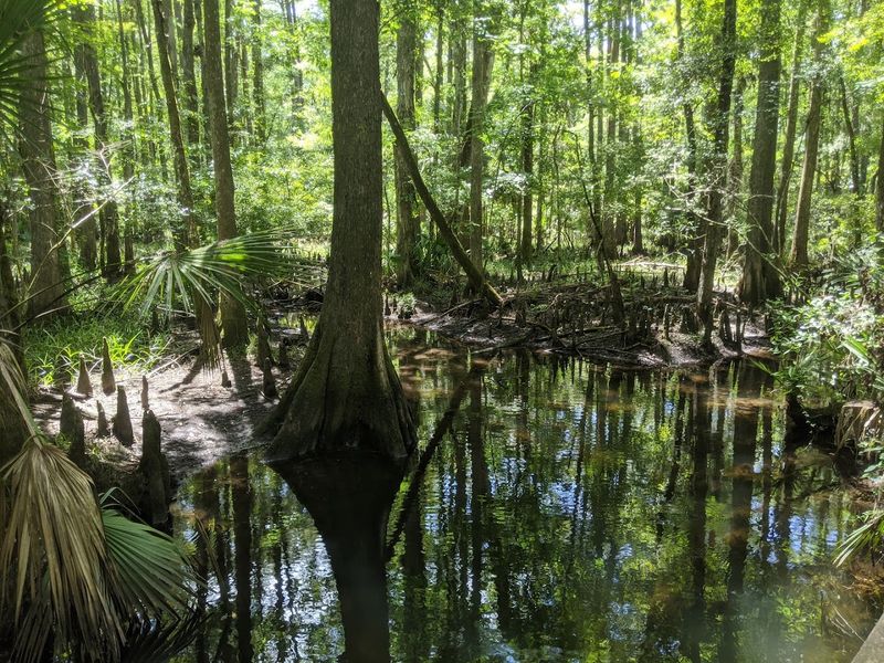 Florida Trail at Rice Creek Conservation Area 