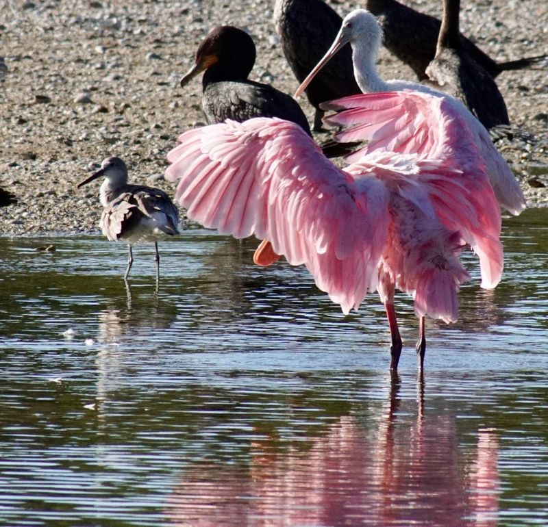 J.N. 'Ding' Darling National Wildlife Refuge