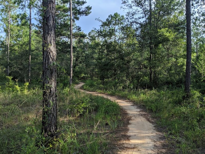 Apalachicola National Forest