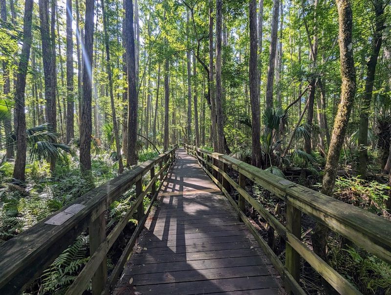 Highland Hammock State Park &ndash; Ancient Forest Boardwalk Loop