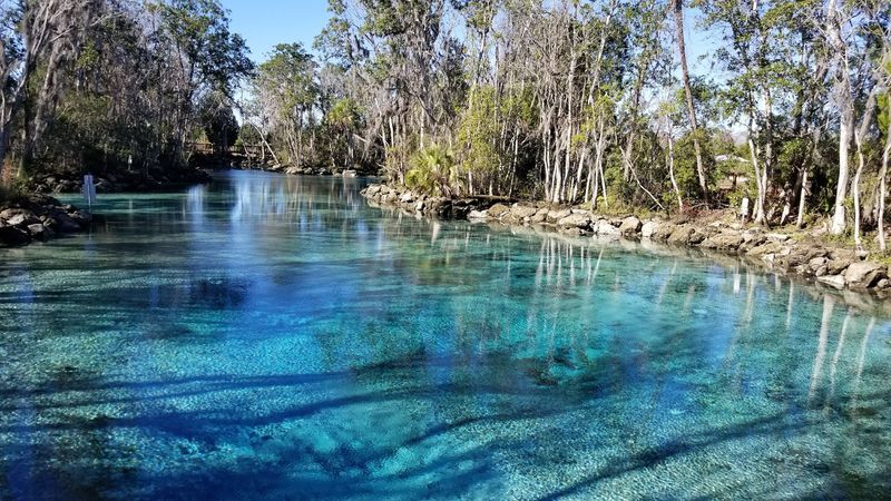 Swimming With Manatees At Crystal River National Wildlife Refuge