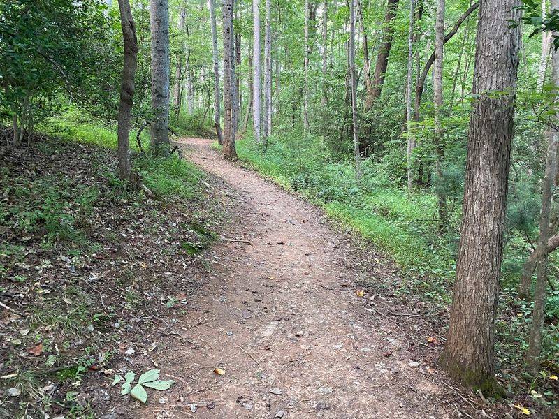 Forest Bathing Trail