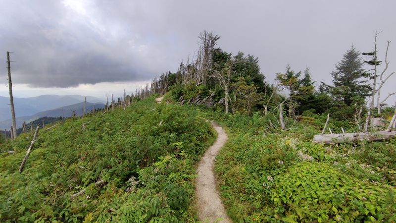 Mount Mitchell State Park