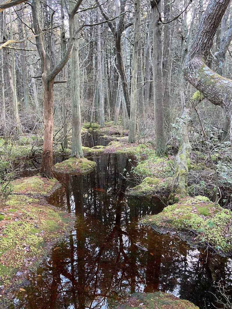 Atlantic White Cedar Swamp Trail – Wellfleet