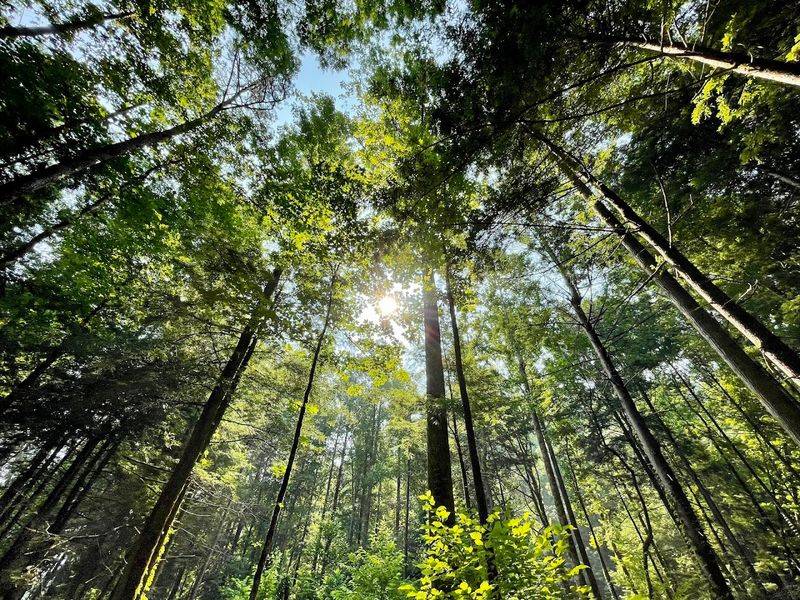 Great Smoky Mountains National Park - Cherokee, Swain County
